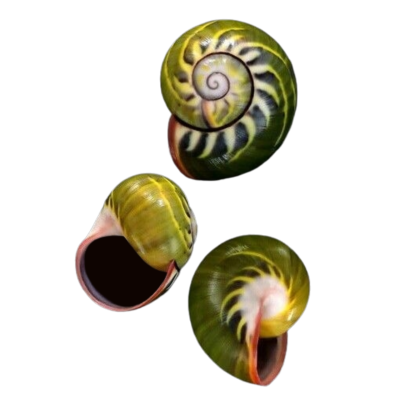 three stripey green snail shells