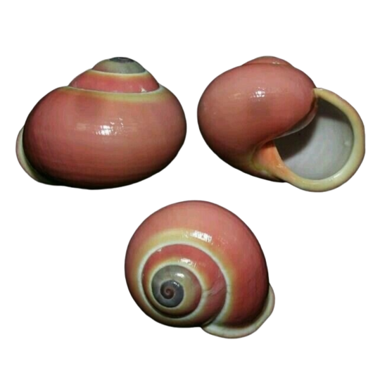 three red snail shells with mint 