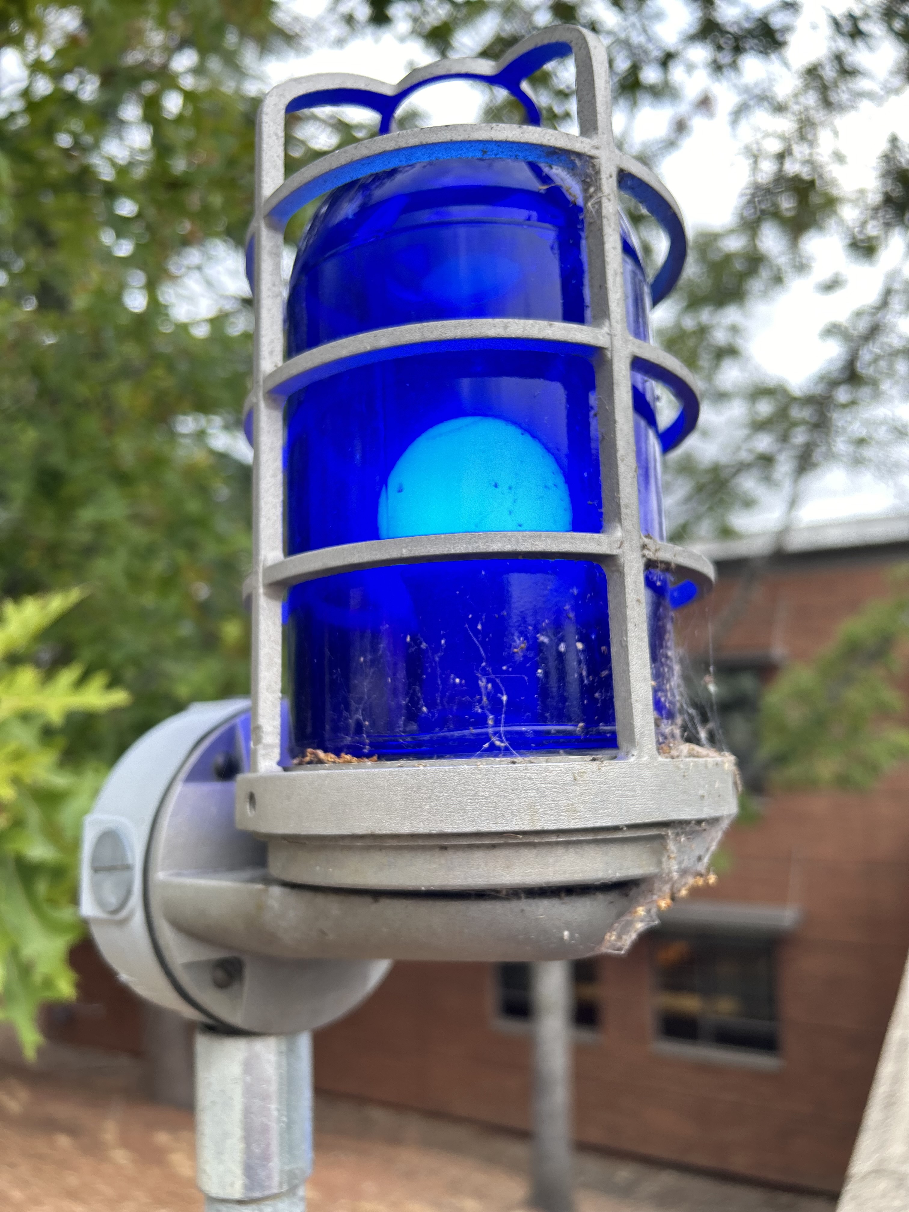 an emergency station light on campus. I don't know why they are blue but I'm not mad about it by any means