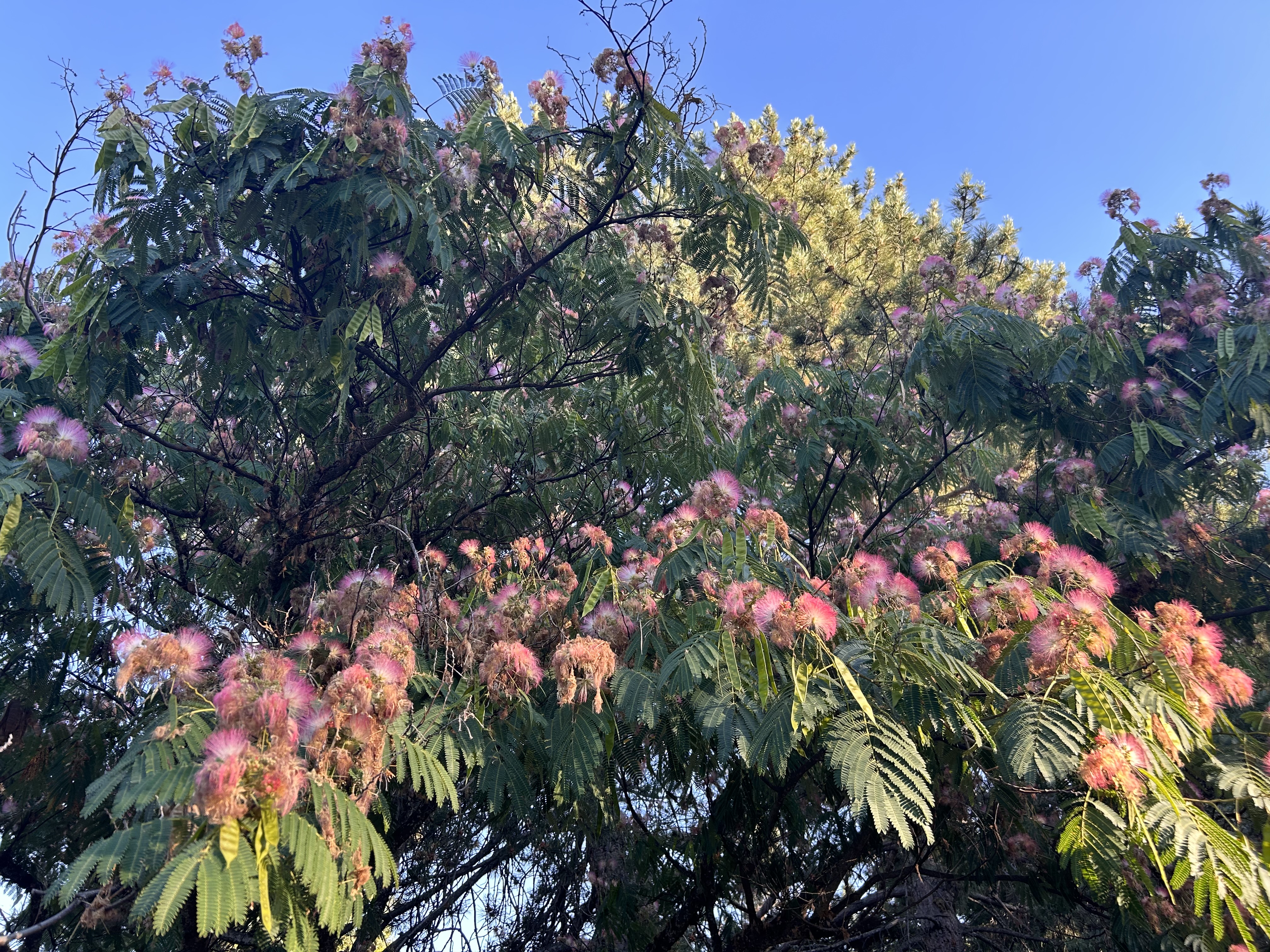 a really cool flowering tree on the walking trail I walk my dog at. I don't know what it is, but I really like it