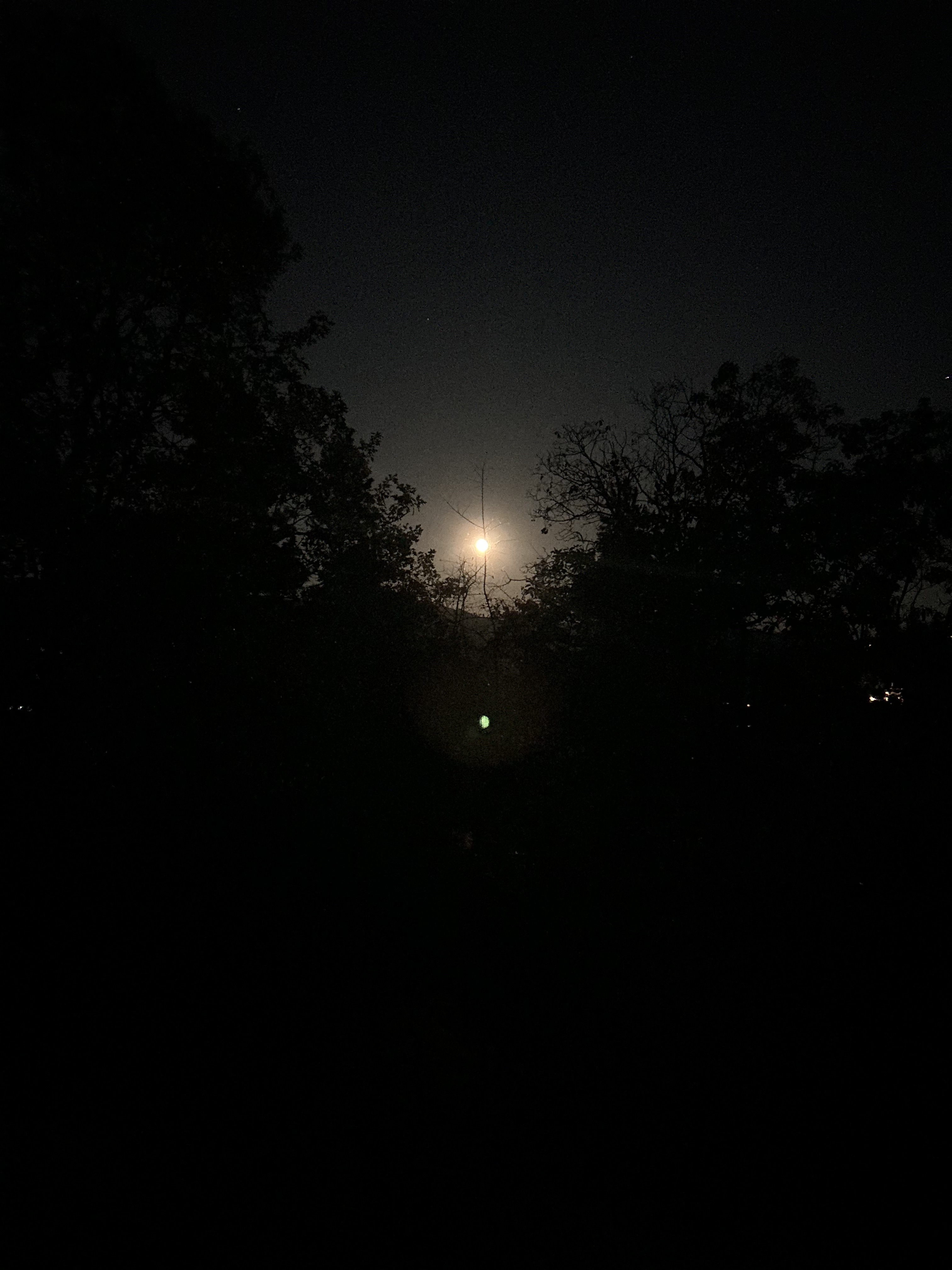 a picture of the full moon through the trees