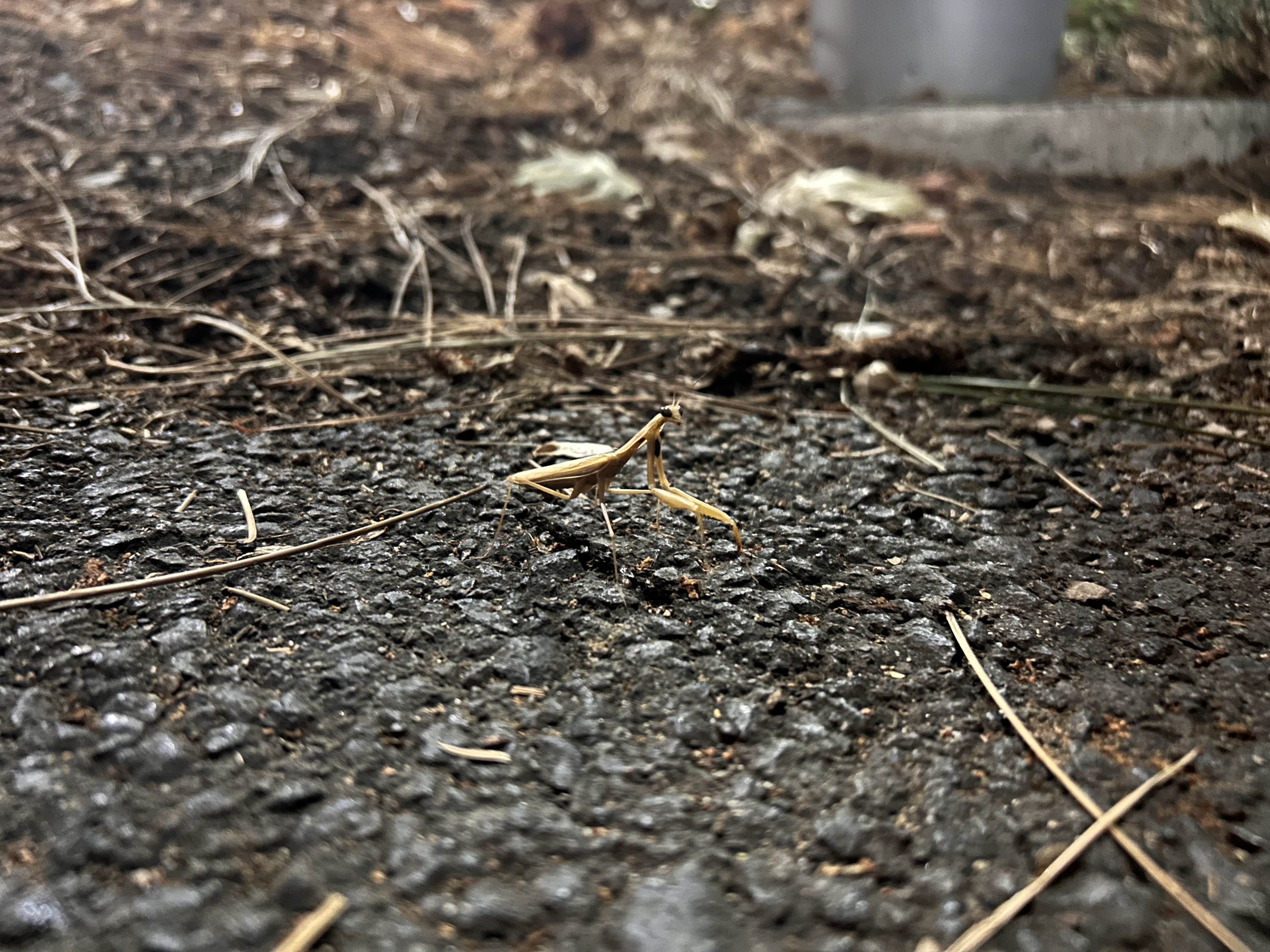 a preying mantis me and my roommate found on campus on a night walk